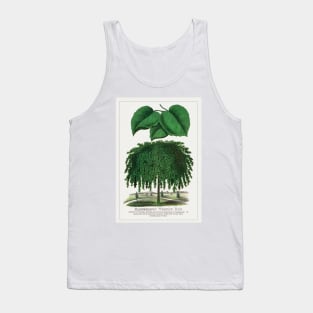 Camperdown Weeping Elm Tree Lithograph (1900) Tank Top